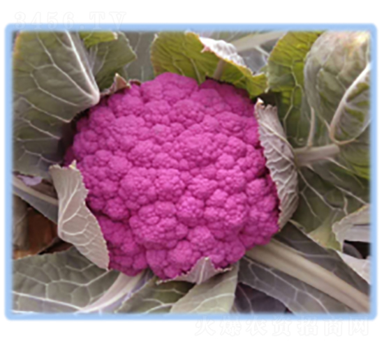 �|��֮�ϸ��{(l��n)�N��-�r(n��ng)�ƷN��