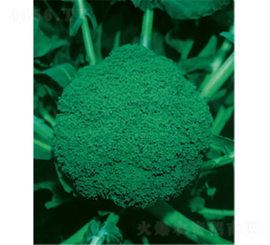 ���G��̖(h��o)���{(l��n)�N��-�r(n��ng)�ƷN��