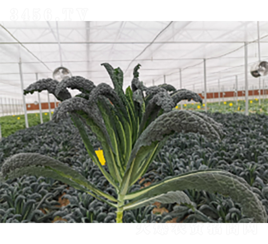 �ڃ�(y��u)���¸��{�N��-�r(n��ng)�ƷN��