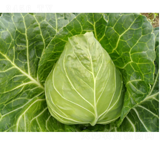 ����158���{(l��n)�N��-�r(n��ng)�ƷN��