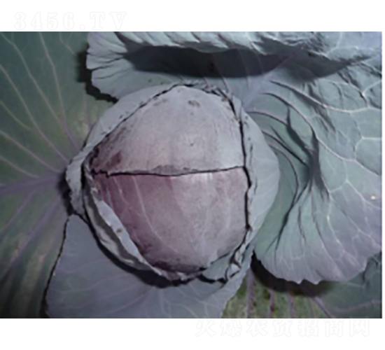 ���ϸʸ��{(l��n)�N��-�r(n��ng)�ƷN��