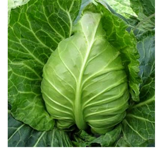 ��(zh��ng)�����{(l��n)�N��-�r(n��ng)�ƷN��