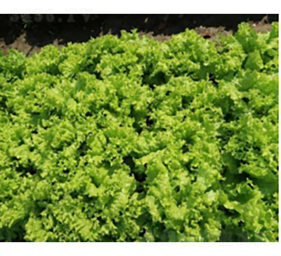 ���x��̖(h��o)��˷N��-�r(n��ng)�ƷN��