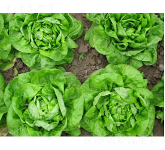 ���xһ̖(h��o)��˷N��-�r(n��ng)�ƷN��