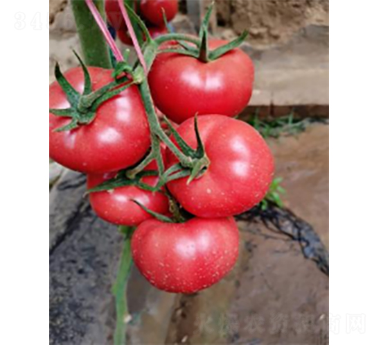 ����K602-���ѷN��-�r(n��ng)�ƷN��