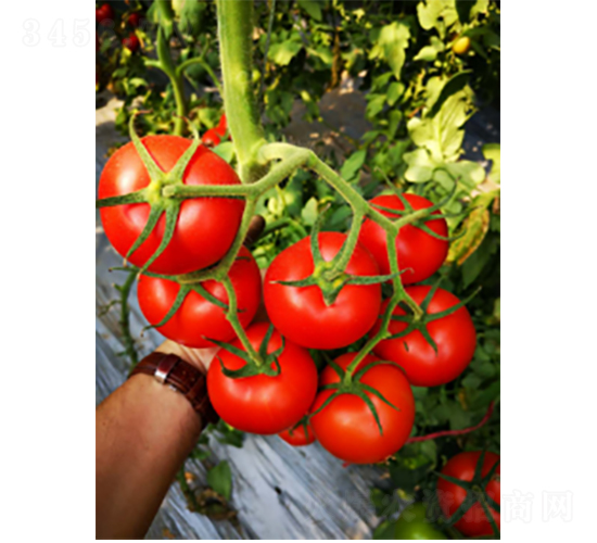 ����K619-���ѷN��-�r(n��ng)�ƷN��