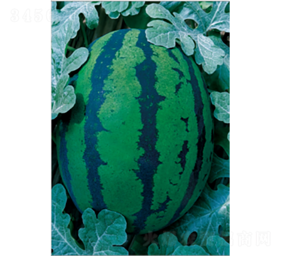 ���׊WX7-���ϷN��-�r(n��ng)�ƷN��