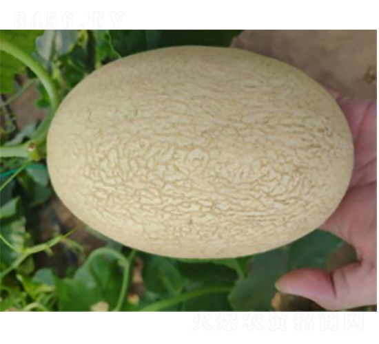 ������9̖-���ϷN��-�r(n��ng)�ƷN��