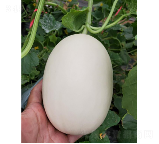 ������4̖(h��o)-��ϷN��-�r(n��ng)�ƷN��