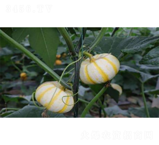 ���һ̖(h��o)-�ϹϷN��-�r(n��ng)�ƷN��