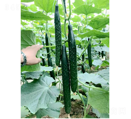 翠禧三號-黃瓜種子-農科種子
