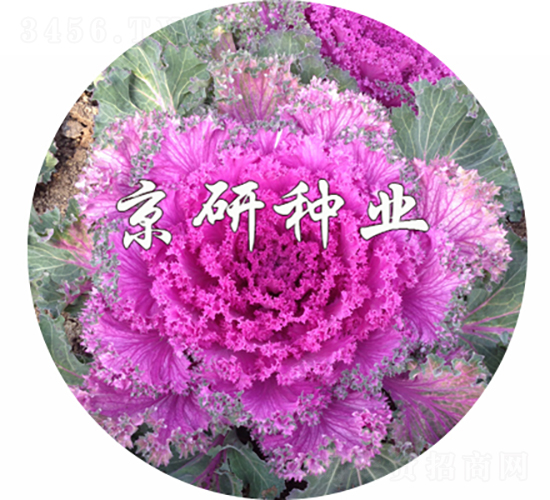 ���ڼt6̖-���{(l��n)�N��-���зN�I(y��)