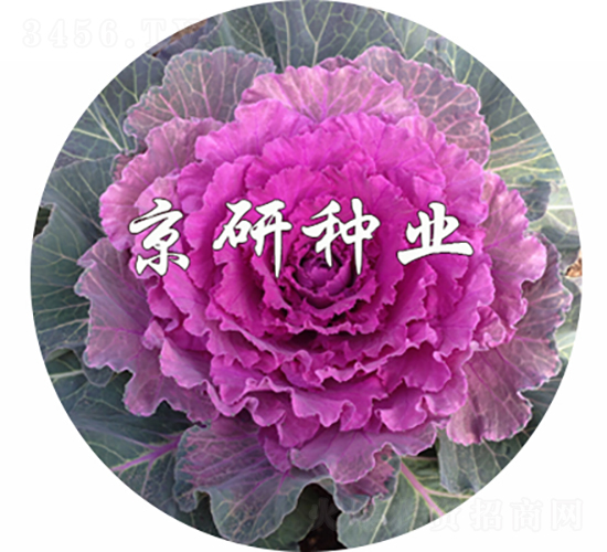 ��ɏ�t3̖-���{�N��-���зN�I(y��)