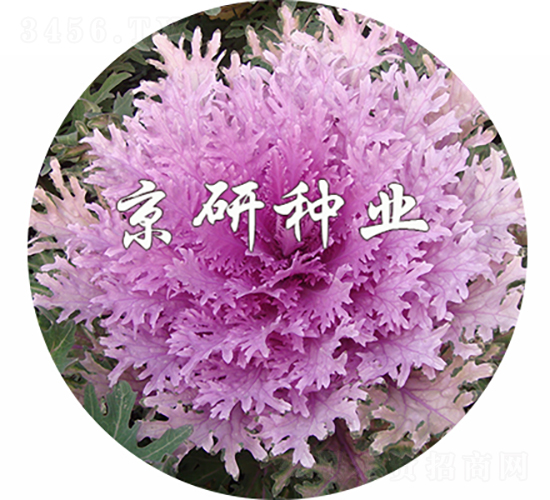 �����2̖(h��o)-���{(l��n)�N��-���зN�I(y��)