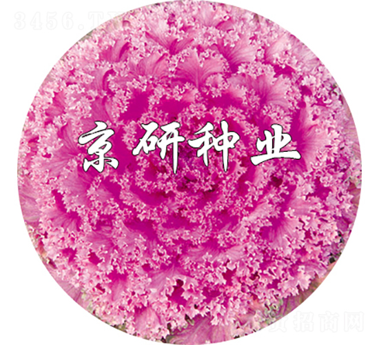 ���ڼt7̖-���{(l��n)�N��-���зN�I(y��)