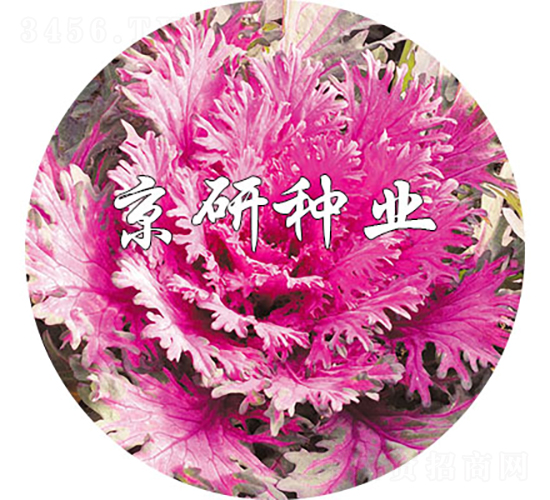 ����t2̖-���{(l��n)�N��-���зN�I(y��)