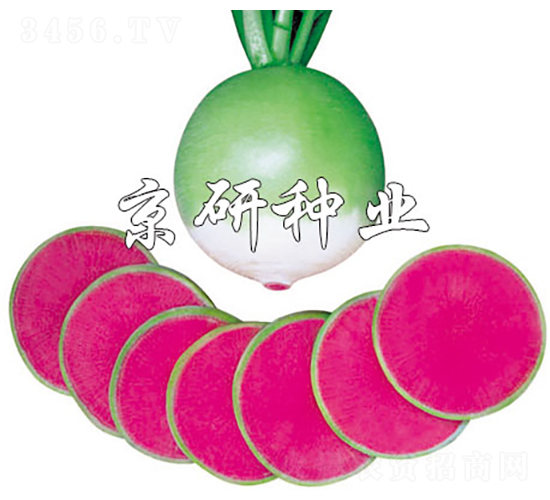 �����M�üt-�}���N��-���зN�I(y��)