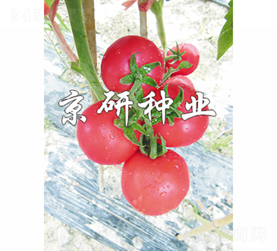 京番205-番茄種子-京研種業(yè)