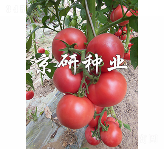 京番303-番茄種子-京研種業(yè)