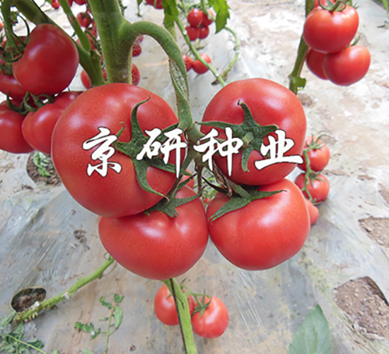 京魯3號-番茄種子-京研種業(yè)