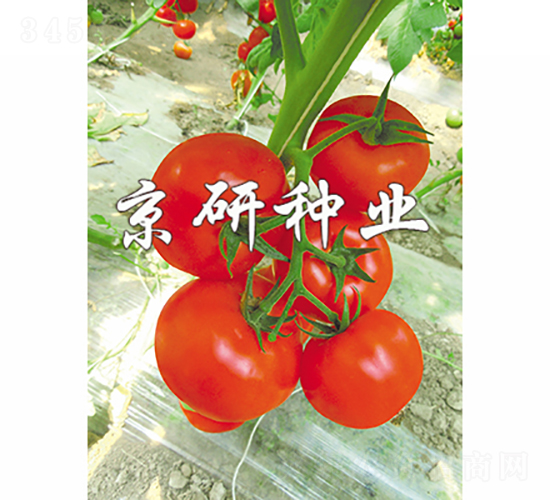 京番601-番茄種子-京研種業(yè)