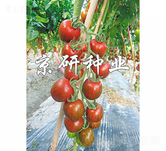 京番彩星1號(hào)-番茄種子-京研種業(yè)