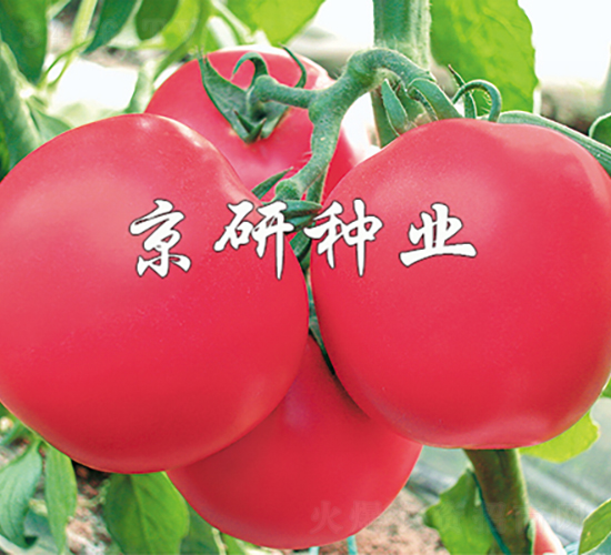 仙客1號-番茄種子-京研種業(yè)