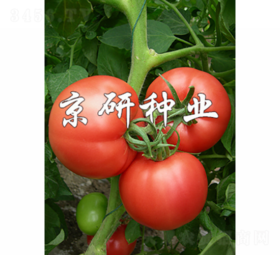 仙客5號-番茄種子-京研種業(yè)