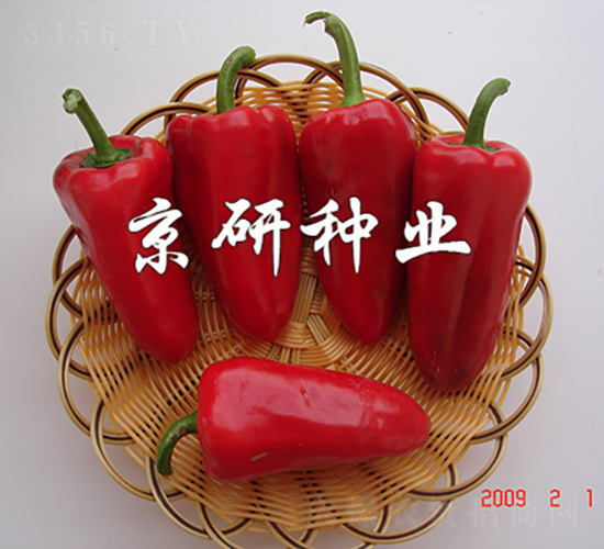 ����111-�����N��-���зN�I(y��)