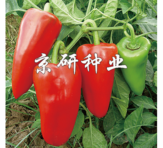 ����1̖-�����N��-���зN�I(y��)