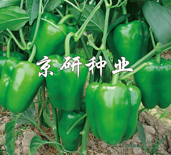 ��(gu��)��105-�����N��-���зN�I(y��)