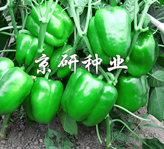 ��(gu��)��109-�����N��-���зN�I(y��)