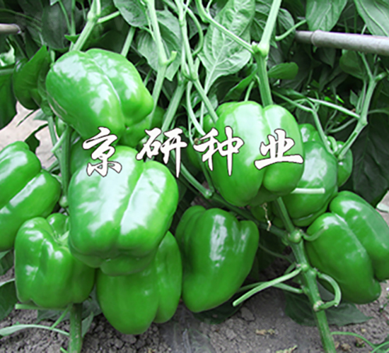 ����113-�����N��-���зN�I(y��)