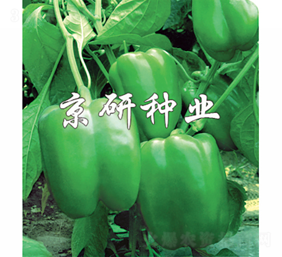 ����3̖-�����N��-���зN�I(y��)