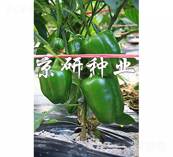 ����805-�����N��-���зN�I(y��)