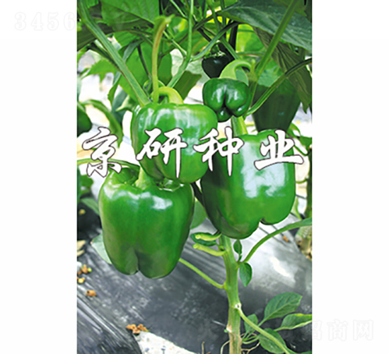 ����808-�����N��-���зN�I(y��)