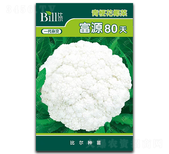 富源80天-花椰菜種子-比爾