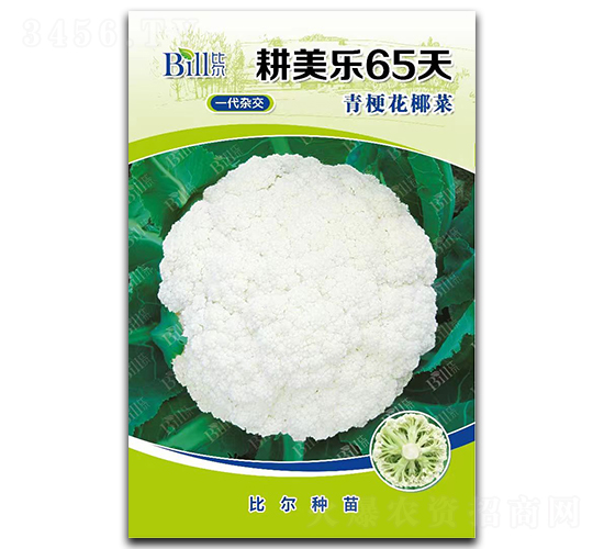 ������65��-��Ҭ�˷N��-�Ƞ�