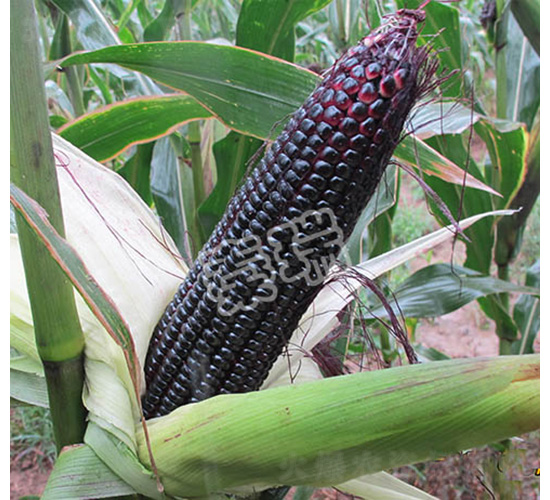 ��Ŵһ̖-���׷N��-����