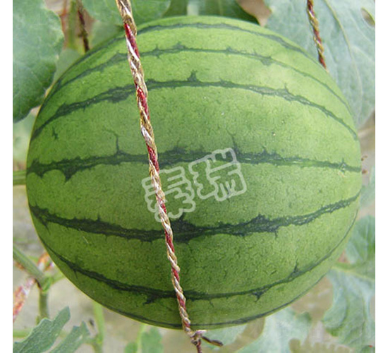 ���ᭇ-���ϷN��-����