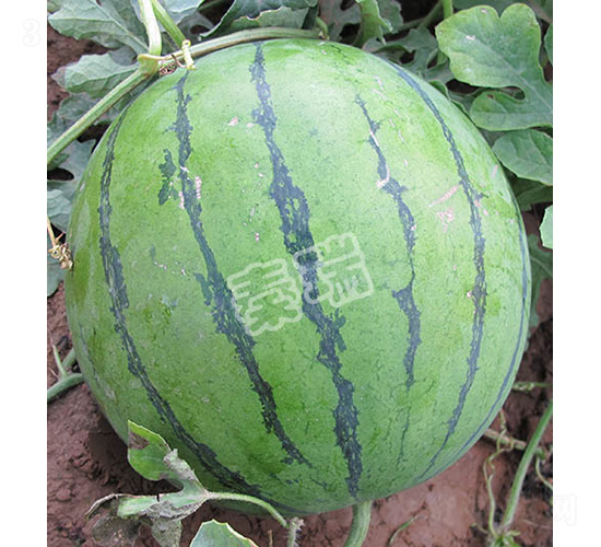 ��������-���ϷN��-����