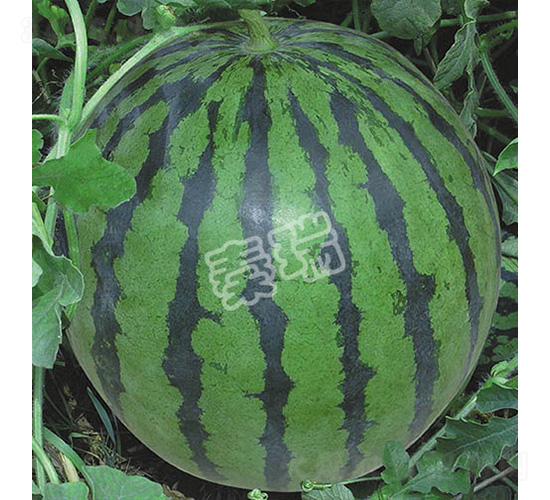 �ش��pϲ-���ϷN��-����