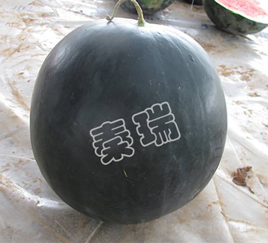 ������-���ϷN��-����