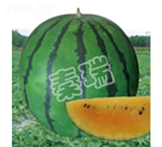 �ʺ�-���ϷN��-����