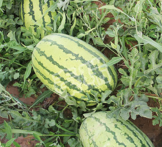 ��������-���ϷN��-����