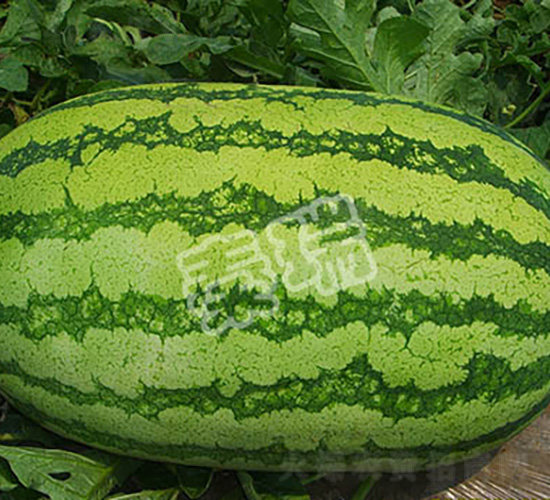 �߿���̖-���ϷN��-����