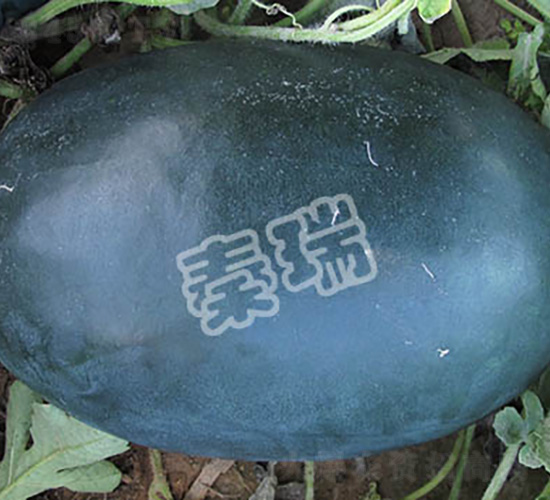 黑蜜霸-西瓜種子-秦瑞