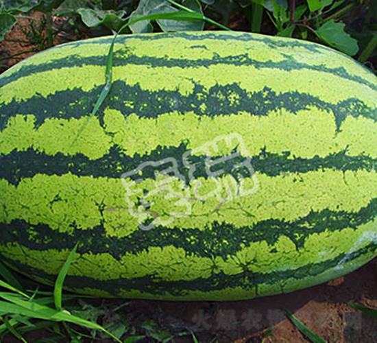花冠超霸-西瓜種子-秦瑞