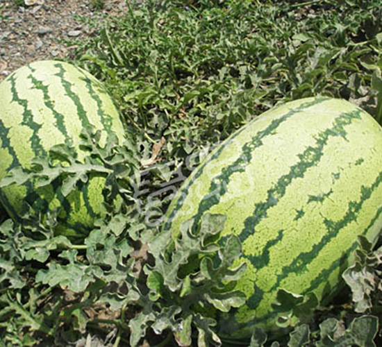 �𻨻���-���ϷN��-����