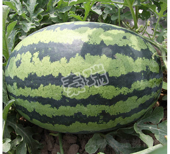 ������̖-���ϷN��-����